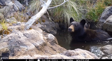Adorable Bear Cub Cools Off With Mom in Tucson Pond as Temperatures Soar