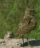 prairie dog owl GIF by Head Like an Orange