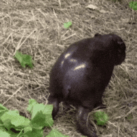 Pygmy Hippo Dance GIF by John Ball Zoo
