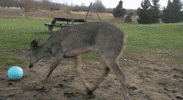 GIF by Mashable