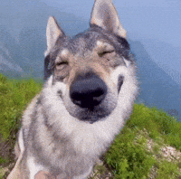 Pet Dog GIF