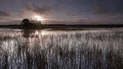 florida swamp GIF by American Experience PBS
