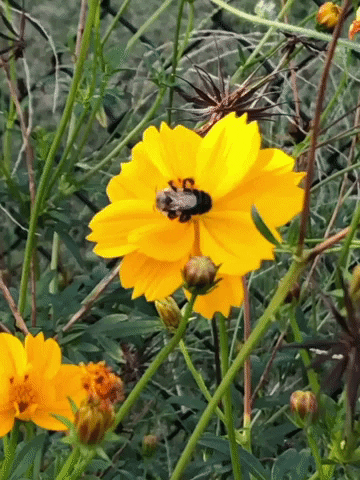 JeanneHospod flower bee glas2022 jeannehospod GIF