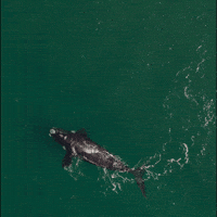 Whale GIF by Casa Zampa