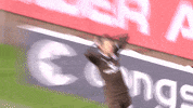 Fcsp Ärgern GIF by FC St. Pauli