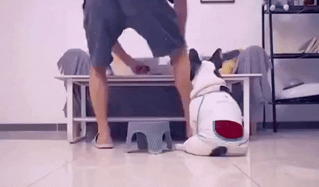 cuteanimalland giphyupload GIF