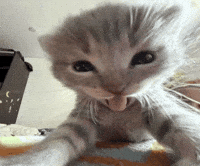 Cat GIF