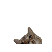 Cat Pet Sticker by Befoods Chile