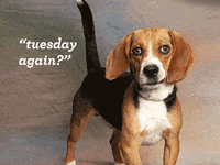 nehumanesociety meme dog animals puppy GIF