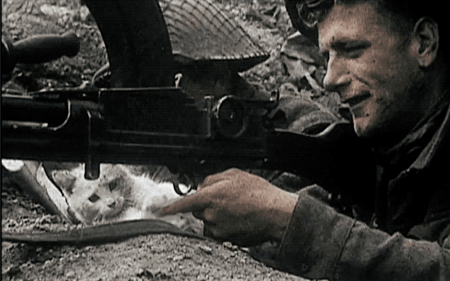 _kud giphyupload cat soldier wwii GIF