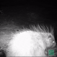 TexasParksAndWildlife shake say what porcupine texas parks and wildlife GIF