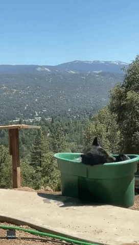 Bath With a View: Bear Cools Off in Tub Against Scenic Mountain Backdrop