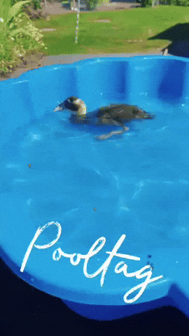 Summer Pool GIF