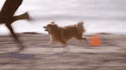 GIF by SoulPancake