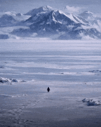 Penguin Mountains GIF