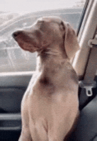 Tired Dog GIF