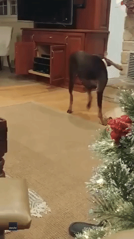 Hilarious Dog Has Unusual Way of Occupying Herself