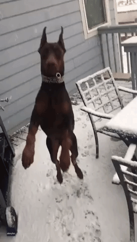 Colorado Doberman Tries to Catch All the Snow
