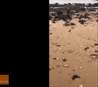 Thousands of Starfish Wash Ashore in Southeast UK