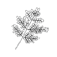 Capeofstormsza moringa capeofstorms Sticker