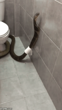paper roll GIF