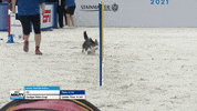 Hustling Espn GIF by American Kennel Club