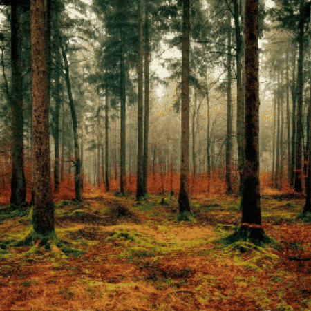 Lest We Forget Victory GIF by TeaCosyFolk