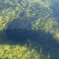 'Just Keep Swimming': Mighty Turtle Wins Fight Against Current in Everglades National Park