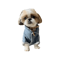 RokutheShihtzu dog roku cute dog shihtzu Sticker