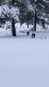 Dogs Enjoy Snow in Arizona 