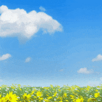 loekideleeuw lion leeuw loeki loekideleeuw GIF