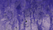 naruto whenshesaysshehasafreehouse GIF by mannyjammy