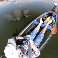 Manatees 'Mesmerized' by Man Floating in See-Through Canoe