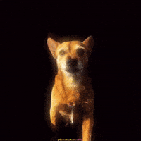 Rocky Stare GIF