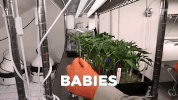 weed marijuana GIF by MOST EXPENSIVEST