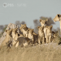 Big Cat Pride GIF by Nature on PBS