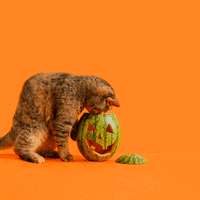 princesscheeto cat halloween cats watermelon GIF