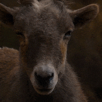 GrandCanyonTV grand canyon grandcanyontv bighorn sheep bighorn GIF