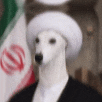 White Dog GIF