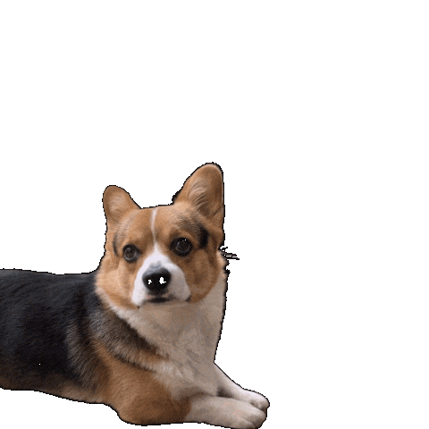 Corgi Milo Sticker