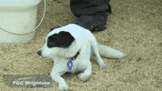 pgwretail cute dog agriculture farming cute animals GIF