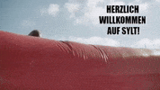 sylt catapult GIF
