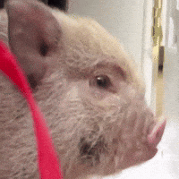 Whats Up Pig GIF by Respective