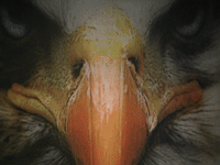 cnmb GIF by Carson-Newman Athletics
