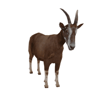Munich-Gif-King goat kicking 3dgoat kickingoat Sticker