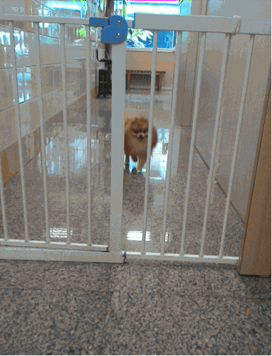 Exit Strategy Dog GIF