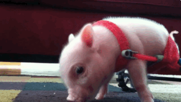 piggy GIF