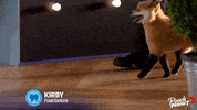 Dog Fox GIF by Channel 7