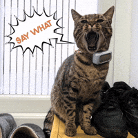 Cat What GIF