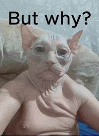 Funny Cat GIF